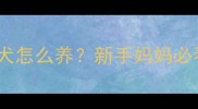 三个月大的泰迪幼犬怎么养新手妈妈必看宠物养育全攻略