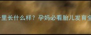 五个月胎儿在肚子里长什么样孕妈必看胎儿发育全附产检清单