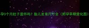 怀孕3个月肚子显怀吗胎儿发育尺寸全附孕早期变化图