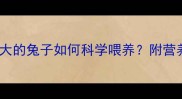 新手必看两个月大的兔子如何科学喂养附营养指南与常见误区