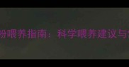 42天宝宝奶粉喂养指南科学喂养建议与常见问题全