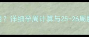 怀孕25周5天是第几月详细孕周计算与25-26周胎儿发育及注意事项