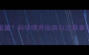 婴幼儿几个月可以吃鸡蛋羹科学喂养指南与注意事项附详细做法与营养