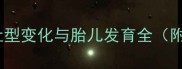 孕期不同阶段的肚型变化与胎儿发育全附科学观察指南