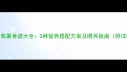 婴儿辅食紫薯食谱大全5种营养搭配方案及喂养指南附详细教程