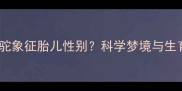 孕妇梦见骆驼象征胎儿性别科学梦境与生育的关联性