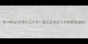 孕19周加3天等于几个月胎儿发育全与孕期管理指南